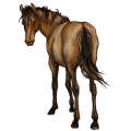 Reitpferd Don-Pferd Hellgrau