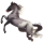Riding Horse Thoroughbred Dapple Gray