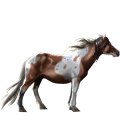 Pony Shetland Castano