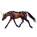 Jezdecký jednorožec Irský tinker Palomino