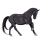 Riding Horse Trakehner Dark Bay