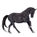 Reitpferd Friese Rappe