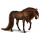 Reitpferd Brumby Brauner