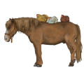 Póni Shetland Sárga