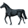 Riding Horse Shagya Arabian Dapple Gray