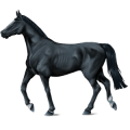 Reitpferd Araber Rappe