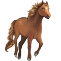 Cheval de selle Tinker Pie Tobiano Bai
