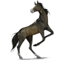 Cheval de selle Lipizzan Gris Clair