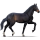 Reitpferd Araber Rotbrauner