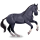 Caballo de montar Árabe Bayo cereza