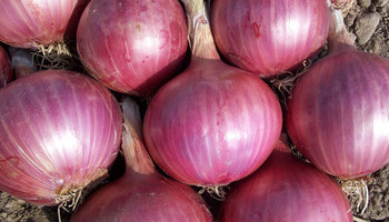 The Onion