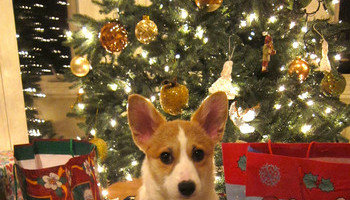 Pet-proof Your Tree