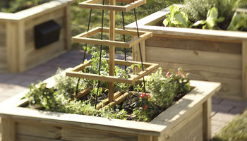 Green Thumb, Winter Blues