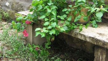 Diy Planters