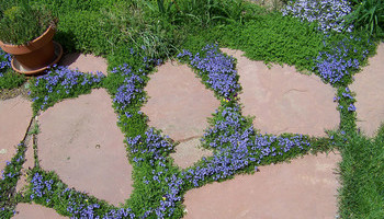 Ground Cover