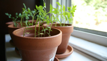 Indoor Herb Garden