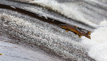 Swimming Upstream
