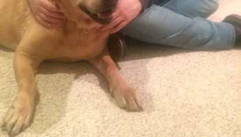 Puppy At Heart