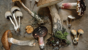 Gift Ideas For Gardeners