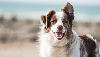 Common Disease In Senior Dogs Makes Breathing Difficult