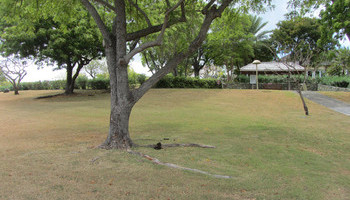 Low-water Lawns