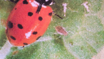 Beneficial Bugs