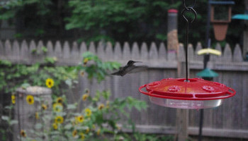 Hello, Birdie