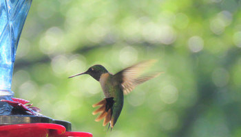 Here Come The Hummingbirds