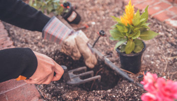 The Cheapskate Gardener