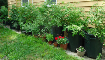 Prepare Your Garden Now