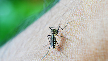 Natural Bug Repellent