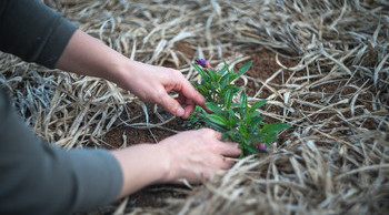 Root Down With Gardening