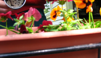 Gardening With Coffee