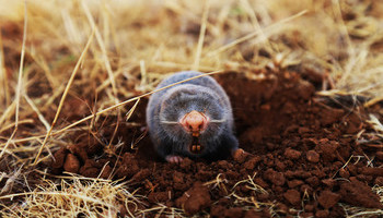 More Rain, Mole Problems