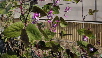 Community Gardens