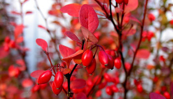 Low-maintenance Landscaping