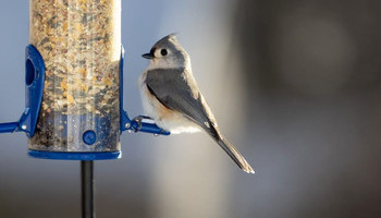Backyard Birds