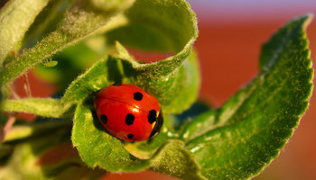 Garden Pest Control