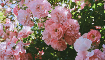 Rose Garden