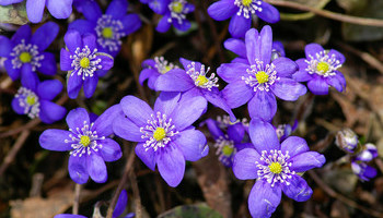 Wildflowers