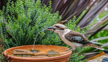 Water Features