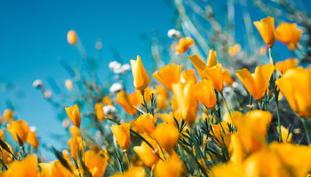 Annual Flower Bed Planting
