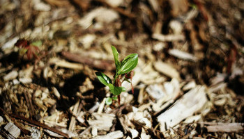 Organic Mulch Is Beneficial