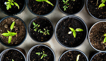 Grow A Garden For Less