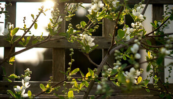 Top Fruit To Grow On A Trellis