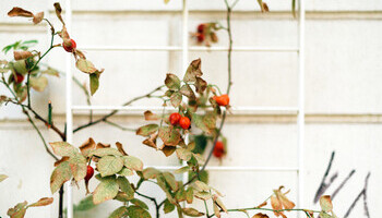 You Jealous Of My Trellis?