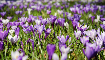 Gardening For Local Conditions