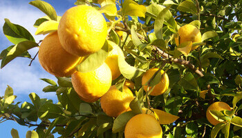 Lemons, Limes And Clementines!