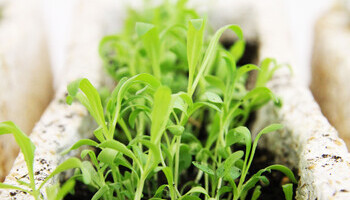 Start With What You Have