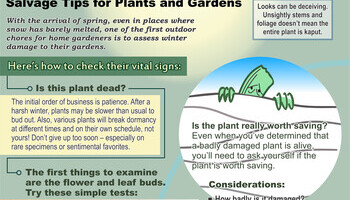 Spring Lawn And Garden Info 2